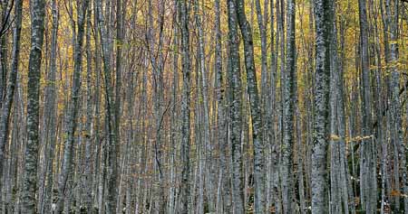 1580_cd_091_wald_nah_panorama