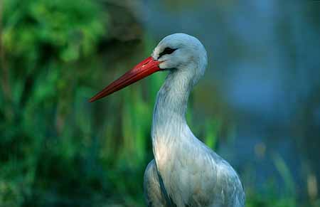 L0073_storch