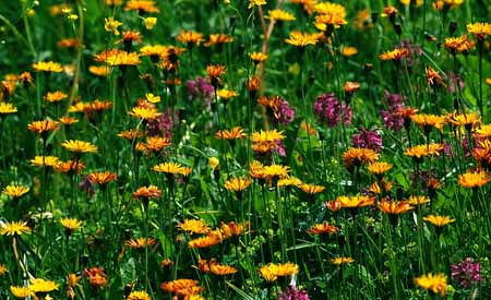 L0085_blumenwiese