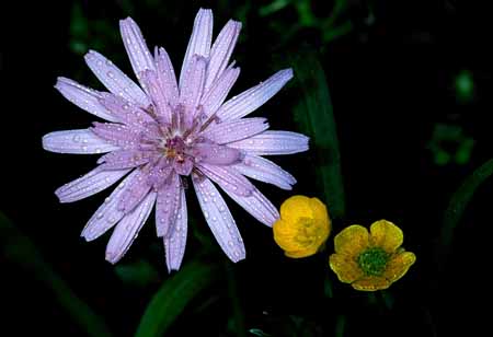 L0203_bergblumen