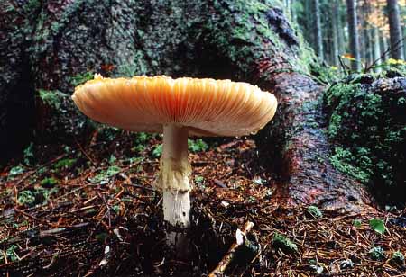 L0308_pilz_vor_baum