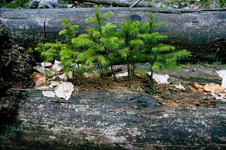L0321_miniwald