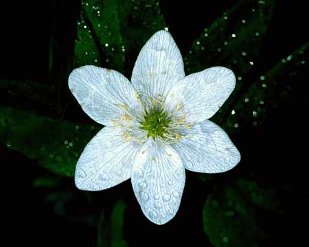 L0374_bluete