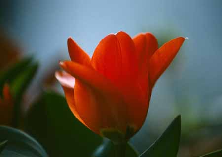 L0412_tulpenbluete