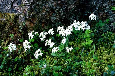 L0544_waldblumen