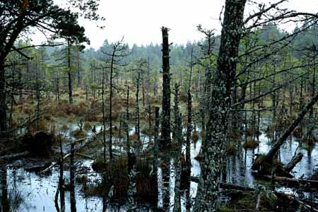 L0569_moor
