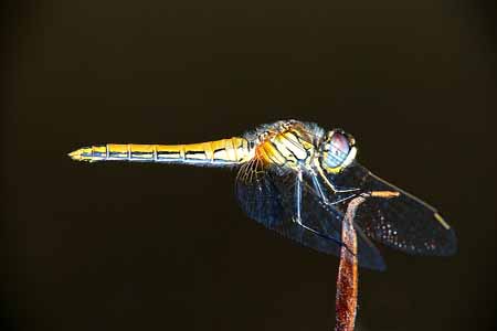 L0609_libelle