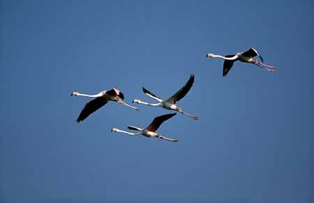 L0629_flamingos_im_flug