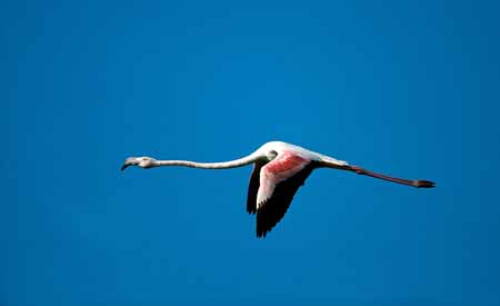 L0633_flamingo