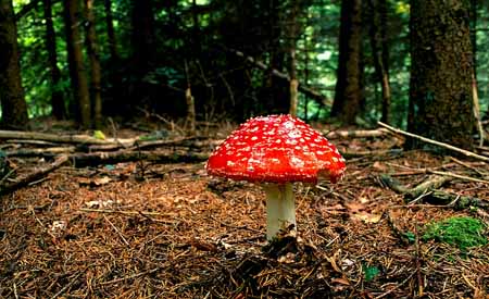 L0679_fliegenpilz