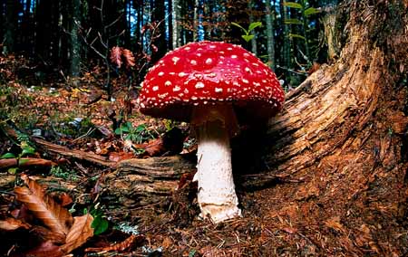 L0680_fliegenpilz