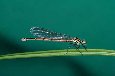 L0686_libelle