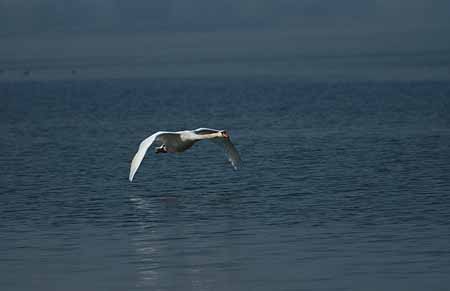 L0691_schwan_im_flug