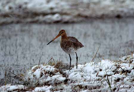 L0717_uferschnepfe_im_schneetreiben