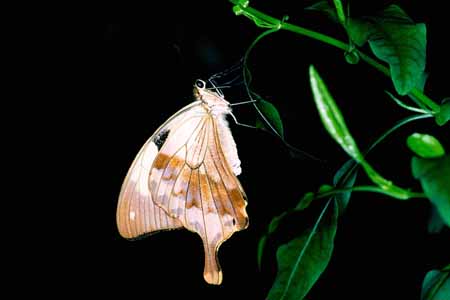 L0759_falter_11