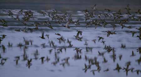 L0791_enten_im_flug
