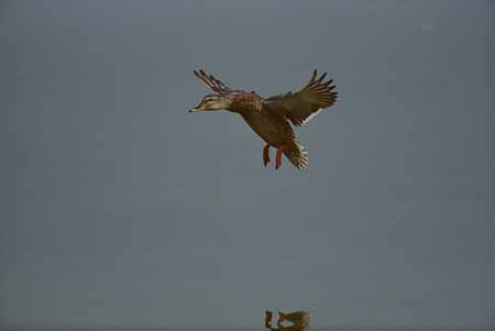 L0832_ente_im_flug