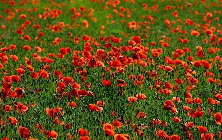 L0877_mohnblumenfeld