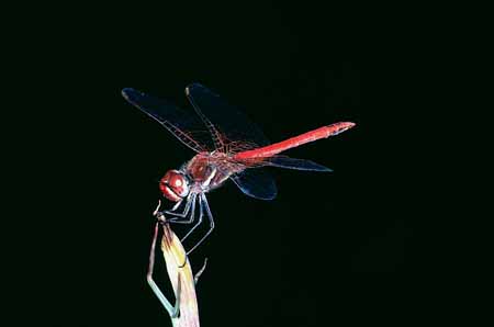 L0928_libelle