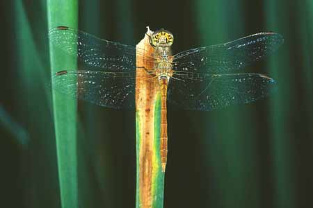 L0950_libelle