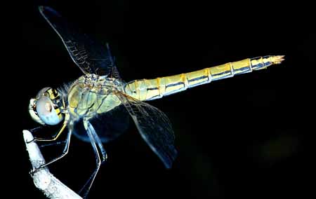 L0951_libelle