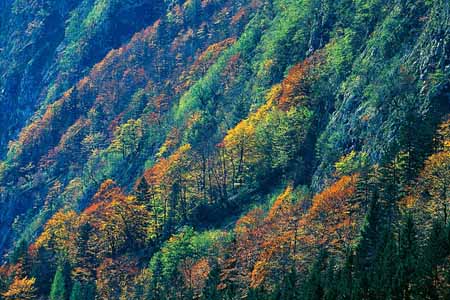 L0976_bergwald