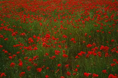 L0979_mohnblumen