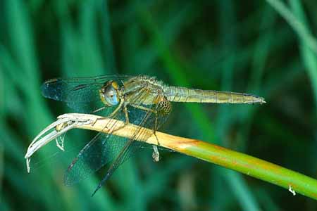 L0984_libelle