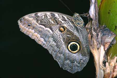 L0997_schmetterling