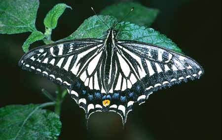 L0999_schmetterling