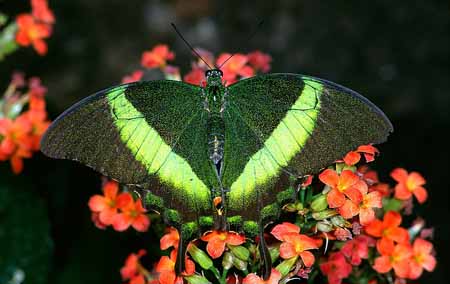 L1004_schmetterling
