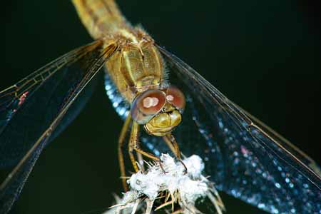 L1021_libelle