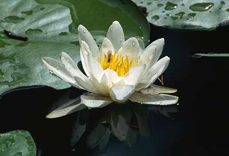 L1191_seerose