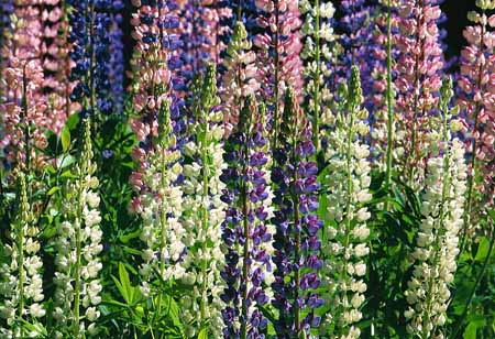 L1239_lupinen