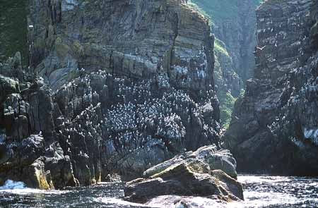 L1304_runde_norwegen_vogelfelsen