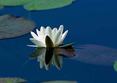 L1336_seerose
