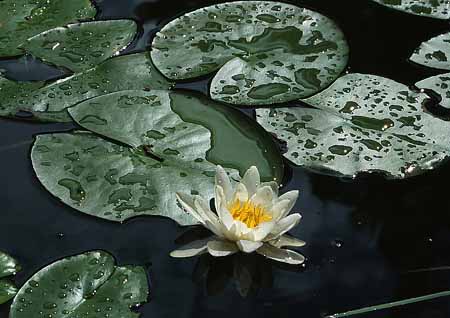 L1340_seerose
