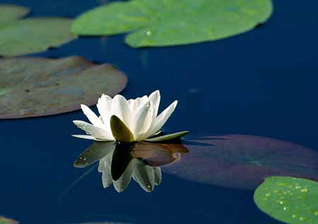 L1353_seerose_nah