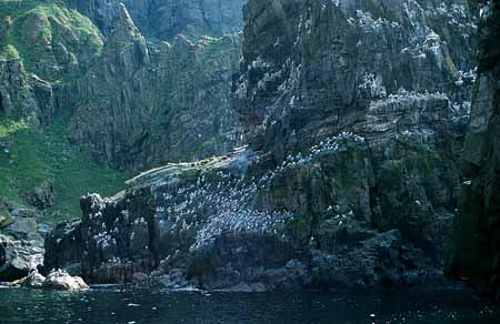 L1357_runde_norwegen_vogelfels