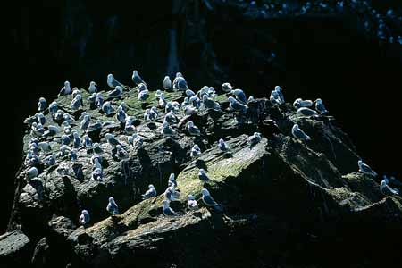 L1398_vogelfels