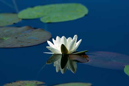 L1399_seerose
