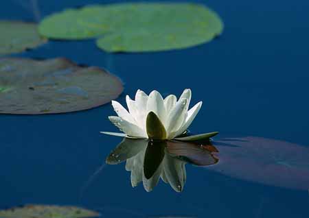 L1399_seerose_nah