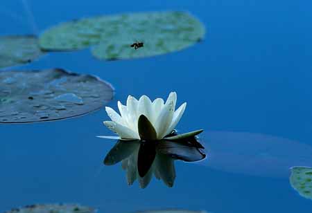 L1412_seerose_und_schwebfliege.jpg