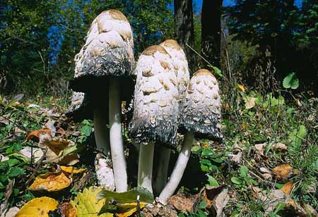 L1479_pilze