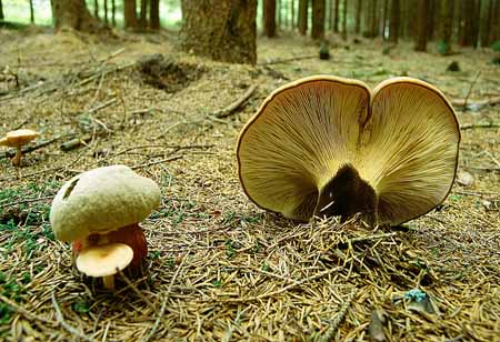 L1489_pilze