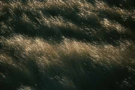 L1550_gras_im_wind