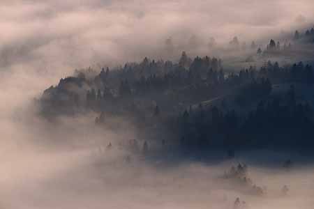 L1558_baeume_im_nebel