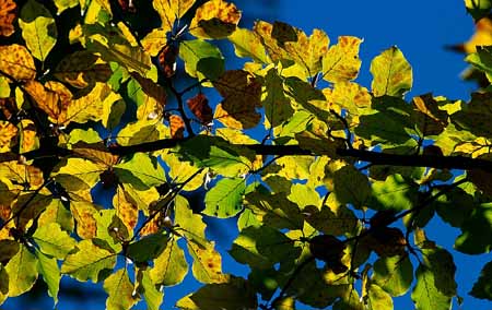 L1562_herbstlaub