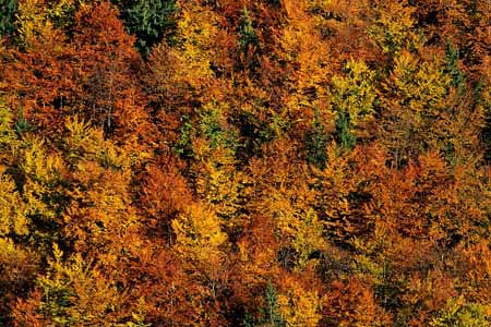 L1564_herbstlaub