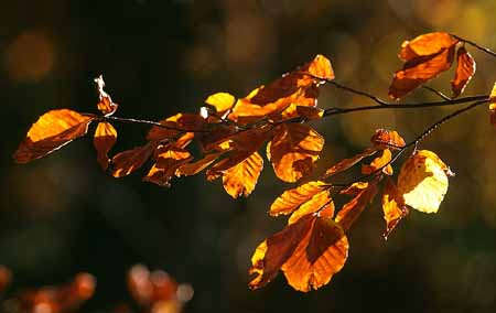 L1581_herbstlaub